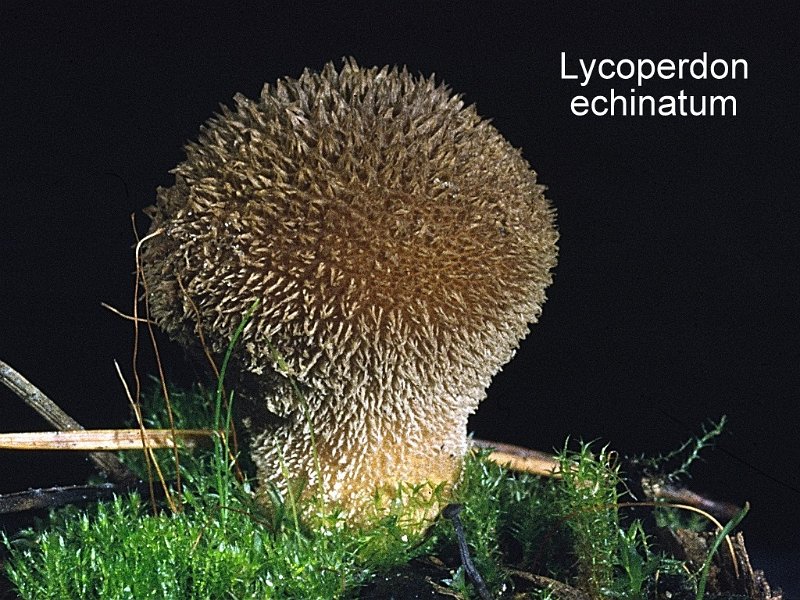 Lycoperdon echinatum-amf1926-2.jpg - Lycoperdon echinatum ; Nom français: Vesse de loup hérisson
